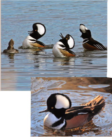 Male hooded merganser duck diving in the water