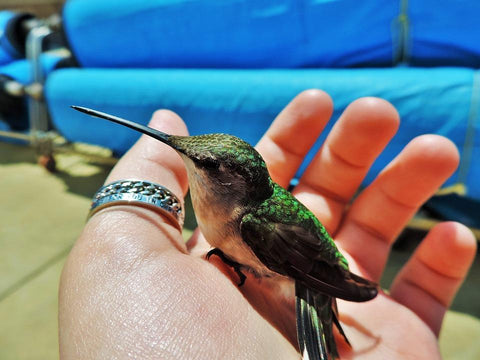 hummingbird in hand