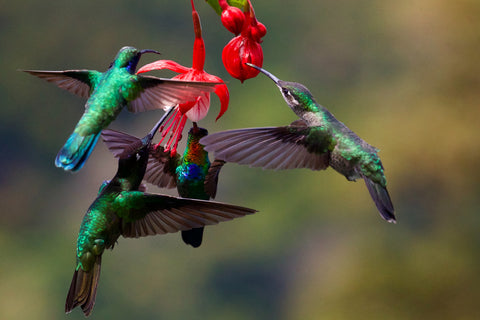 hummingbird on flower