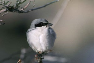 loggerhead-shrike