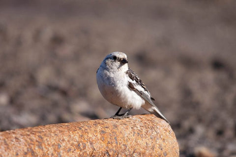 male-snow-bunting