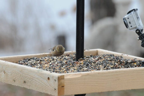 open-tray-bird-feeder