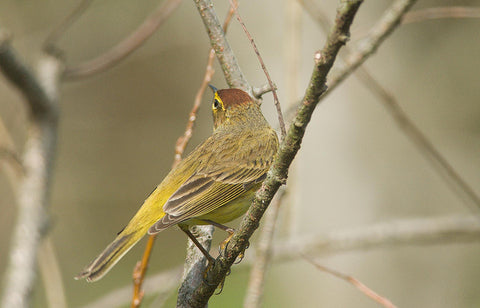 palm-warbler-behind