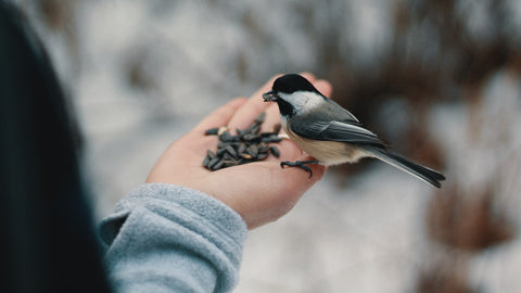 Black capped chickadee feeding out of hand