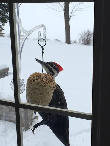 pileated-woodpecker-at-bobs-window-feeder