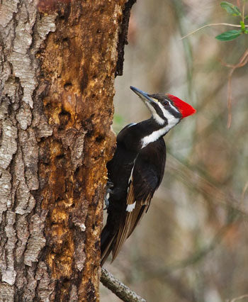pileated-woodpecker-on-tree
