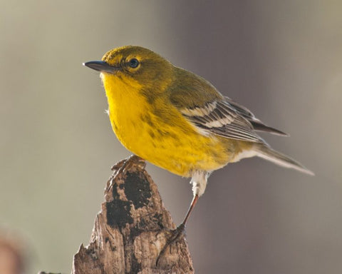 pine-warbler