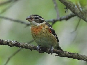 female-rose-breasted-grosbeak