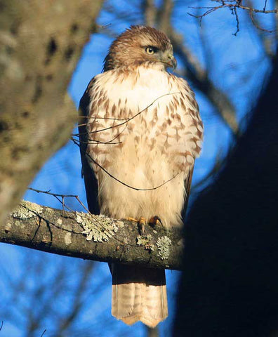 sharp-shinned-hawk