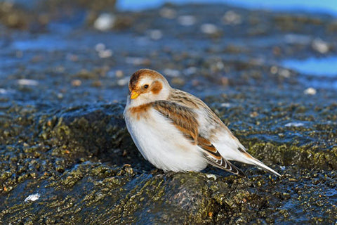 snow-bunting