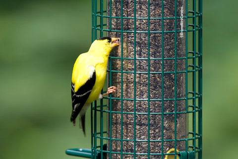 SQUIRREL-BUSTER-FINCH-FEEDER