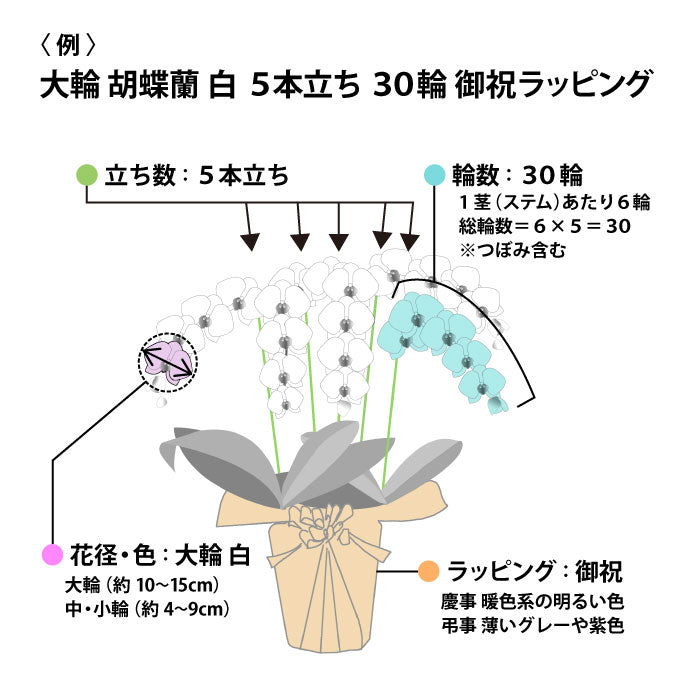 胡蝶蘭の選び方