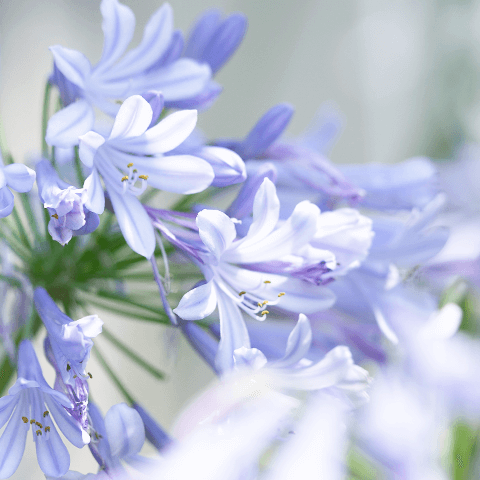 ブルー（青い色）の花「アガパンサス」