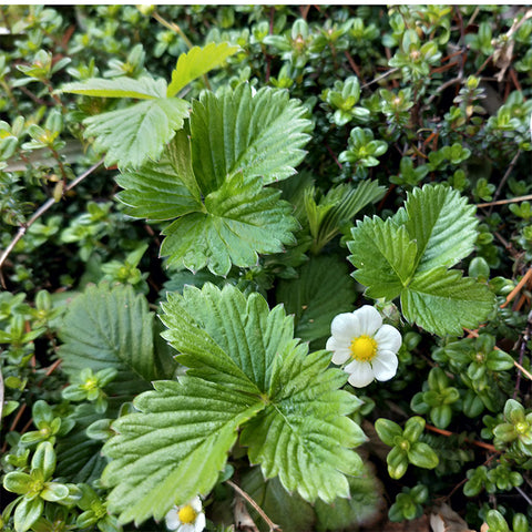 奇跡を呼ぶ花