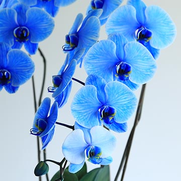 胡蝶蘭ブルー（染料吸い上げ着色）