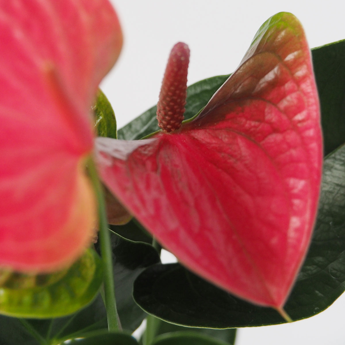 アンスリウム 観葉植物通販 Sサイズ 赤 ピンク系 Hanna