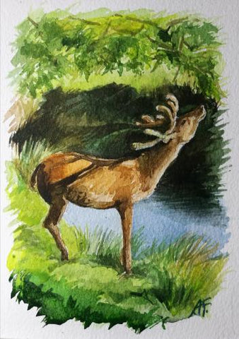 deer paintings