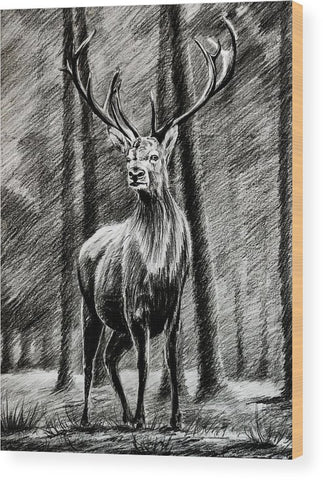 deer drawing