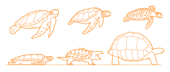 How to draw a turtle