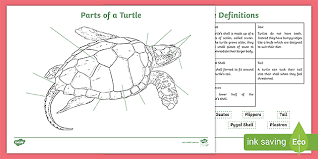 how to draw a sea turtle