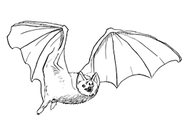 easy bat drawing