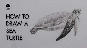 turtle drawing easy