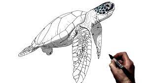 easy drawing of turtle