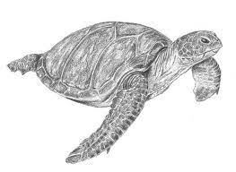 easy to draw turtle