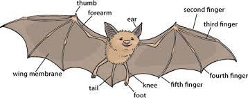 bat drawings easy