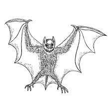 Cartoon bat drawings