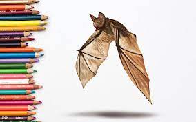 basic bat drawing