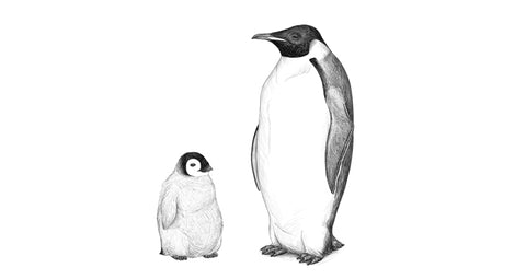 penguin drawing