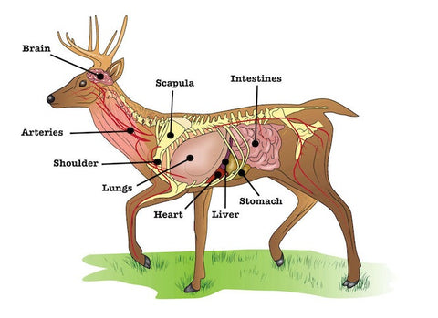 deer sketch