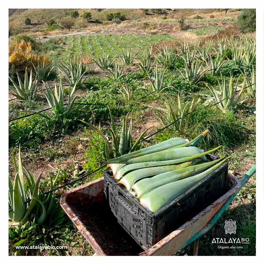 Aloe Vera de España