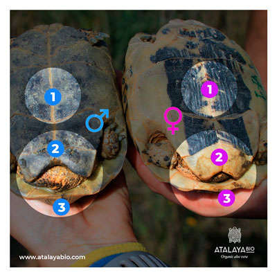 Tortues mauresques mâles et femelle