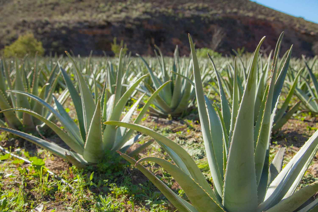 Aloe vera benefits, uses and therapeutic properties – ATALAYA BIO
