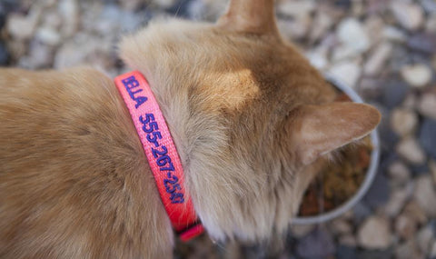 Buy Personalized Cat Collars