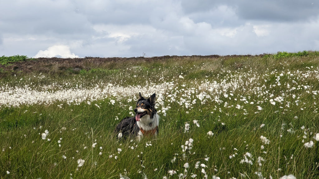 Scout in the Cottongrass