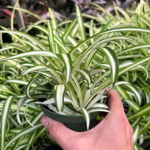 Spider Plant 'Hawaiian' - Evergreen Nursery