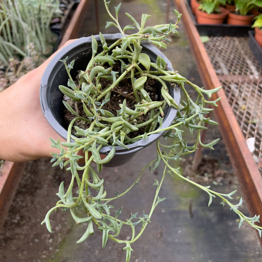 String of Pearls (pot not included) – Geoponics
