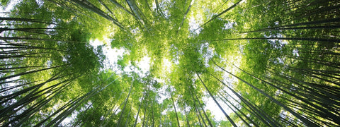 Forest Sustainability Wald Nachhaltigkeit Salam Artworks