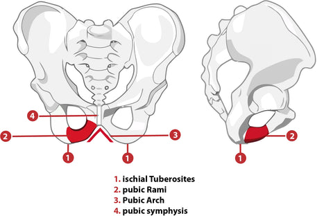 Anatomical diagram of the pubic bones and sit bones