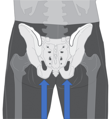 Anatomical illustration with sit bones highlighted.