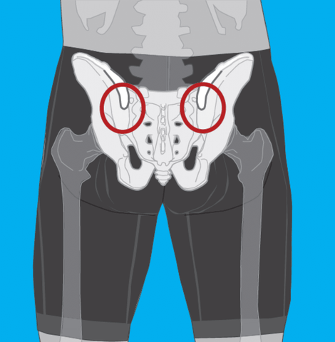 Anatomical drawing highlighting pelvic area