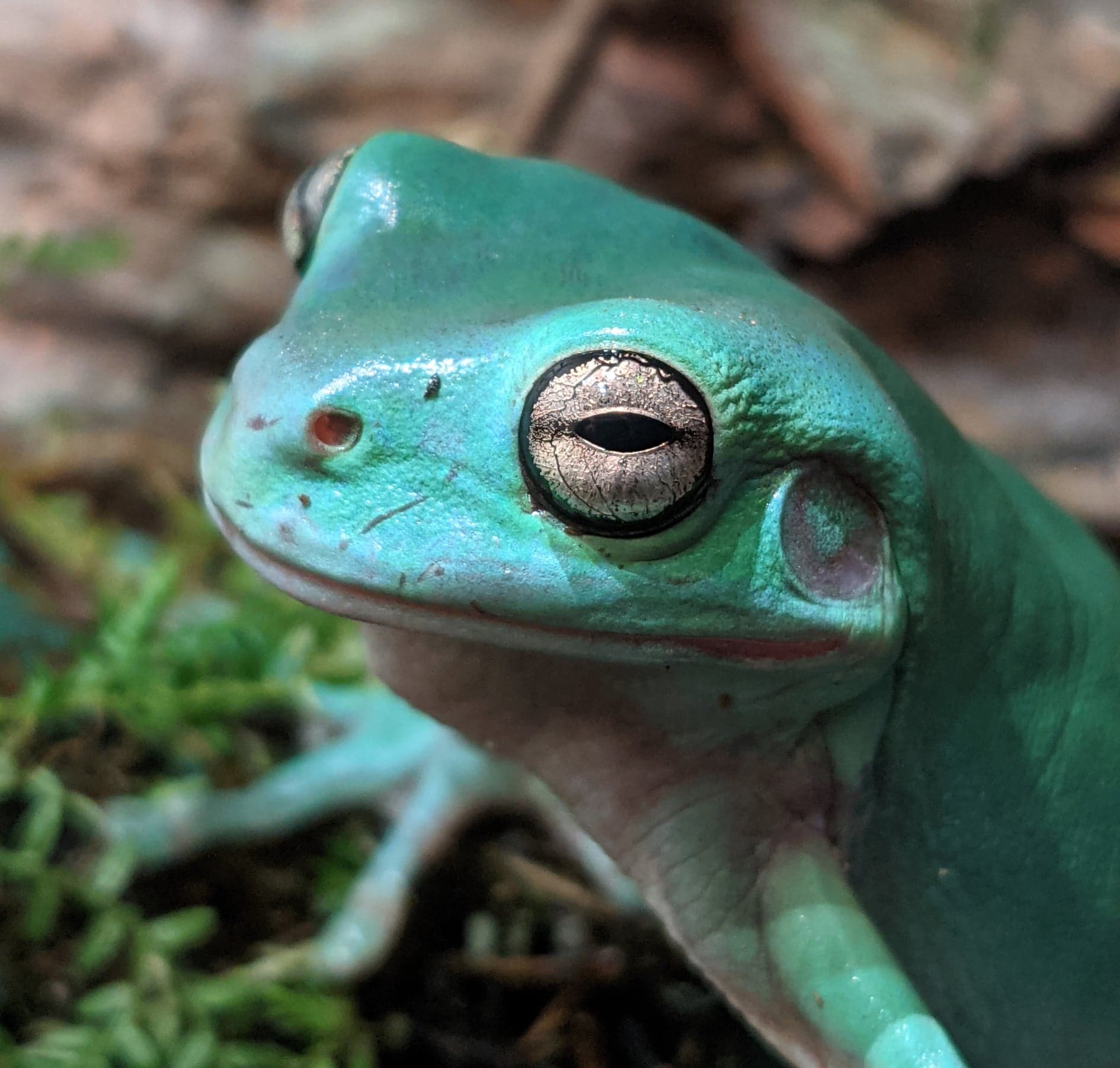 How to DIY: Creating a frog oasis in your backyard – The Natural Pond Store