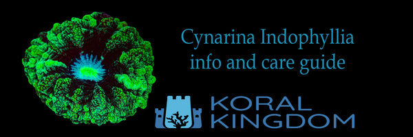 Cyn banner