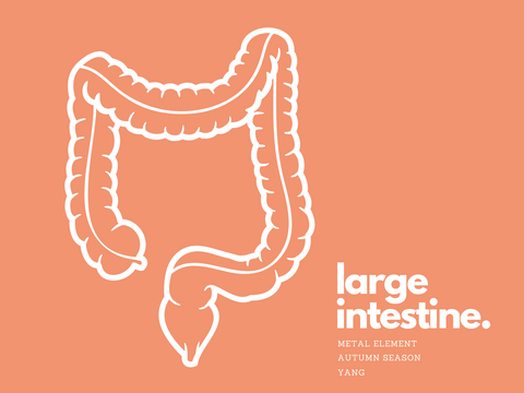 Large Intestine