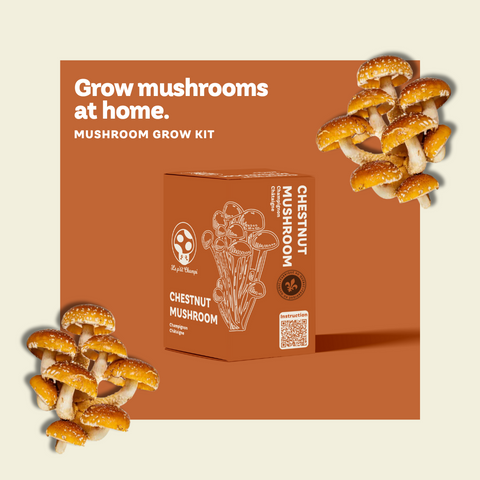 Kit de culture de champignons PetitChampi