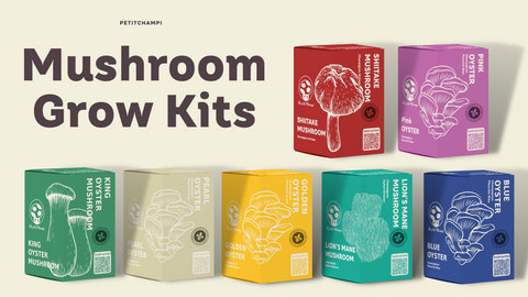 PetitChampi Mushroom Growing Kits