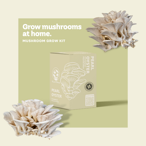 Pearl Oyster Mushroom Growing Kit